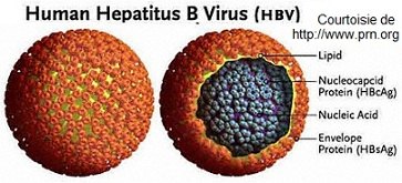 hepatite-C_virus-tunisie