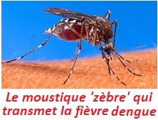 paludisme_MMS_Aedes_aegypti