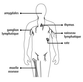 mms1-mms2-cancer-lymphome
