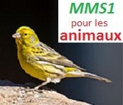 Serin-des-canaries-MMS