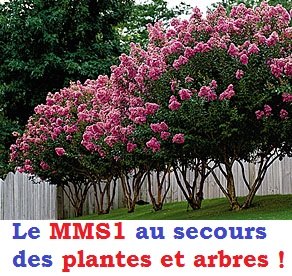 mms1-secours-plantes-arbres-crape-myrtle