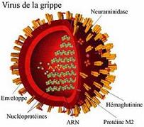 virus-grippe_mms